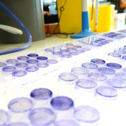 Filler lab VHIO